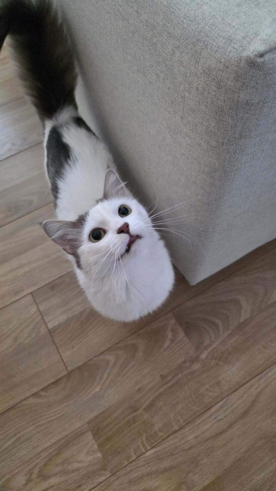 Çakıl