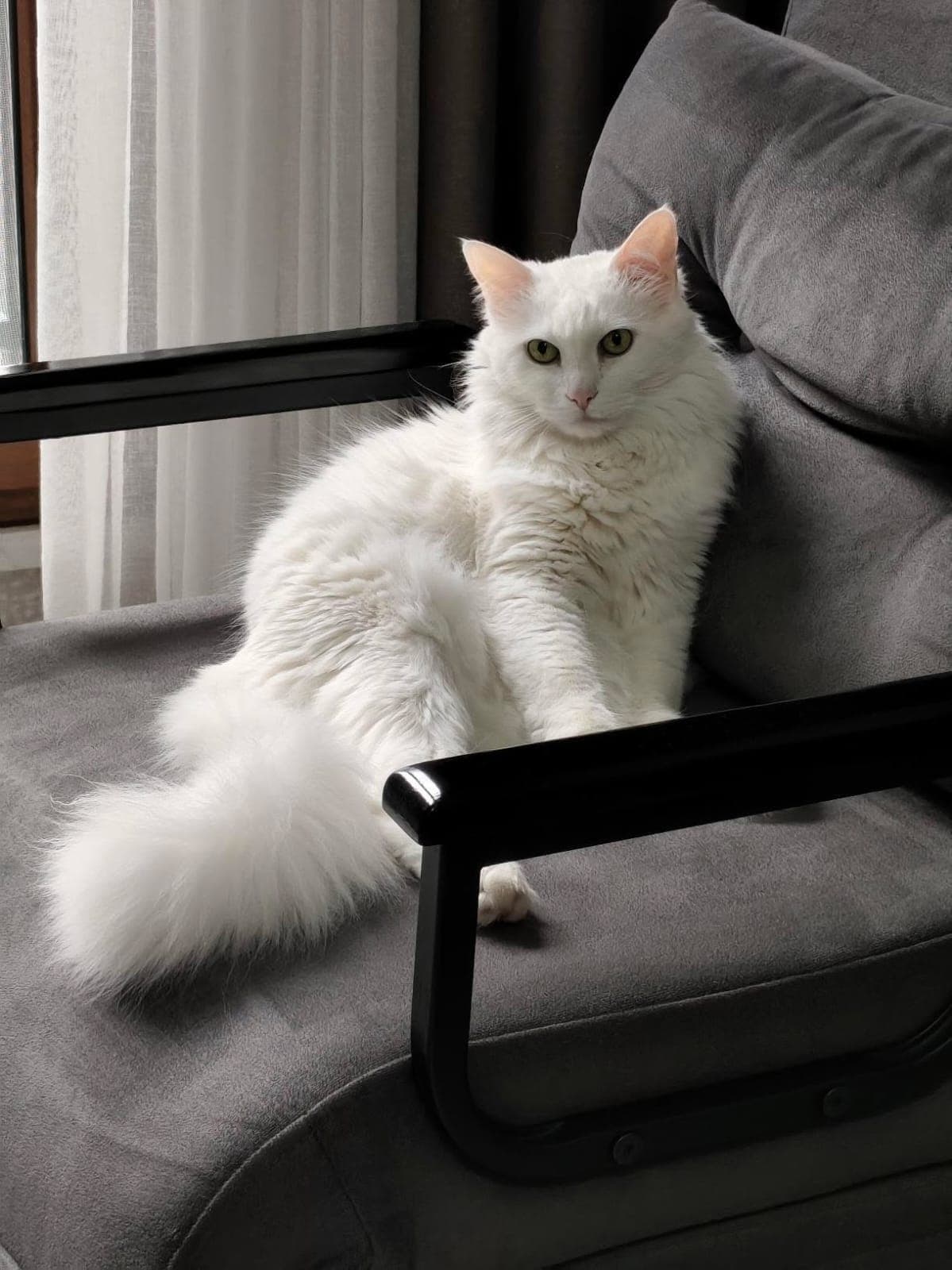 Pamuk