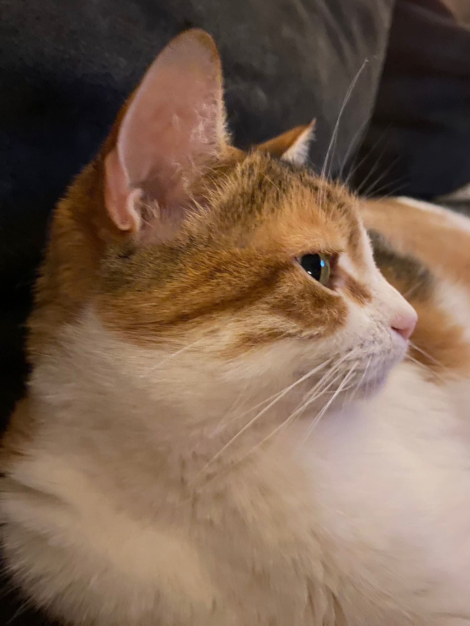 Bella