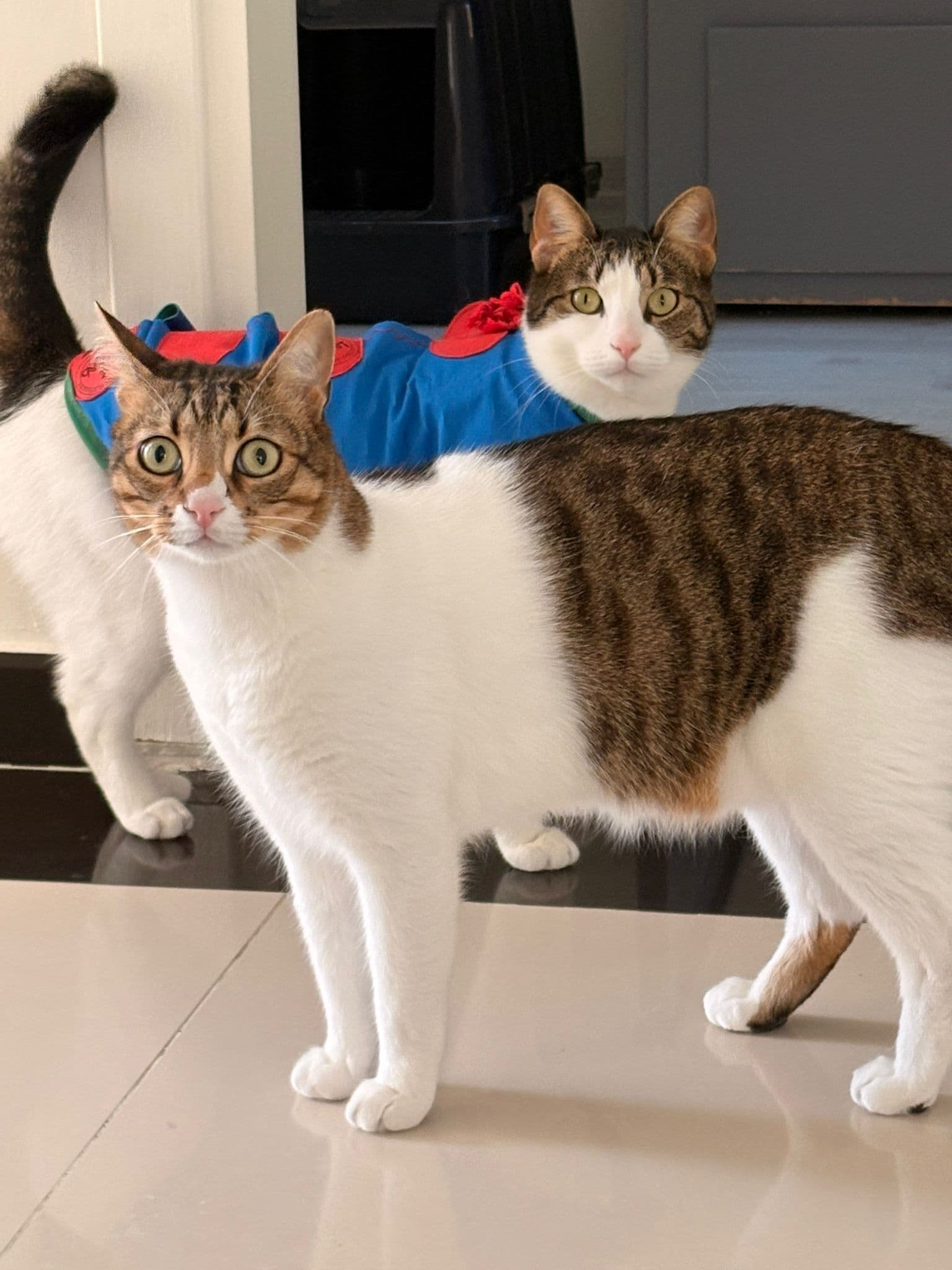 Lokum & Lokma