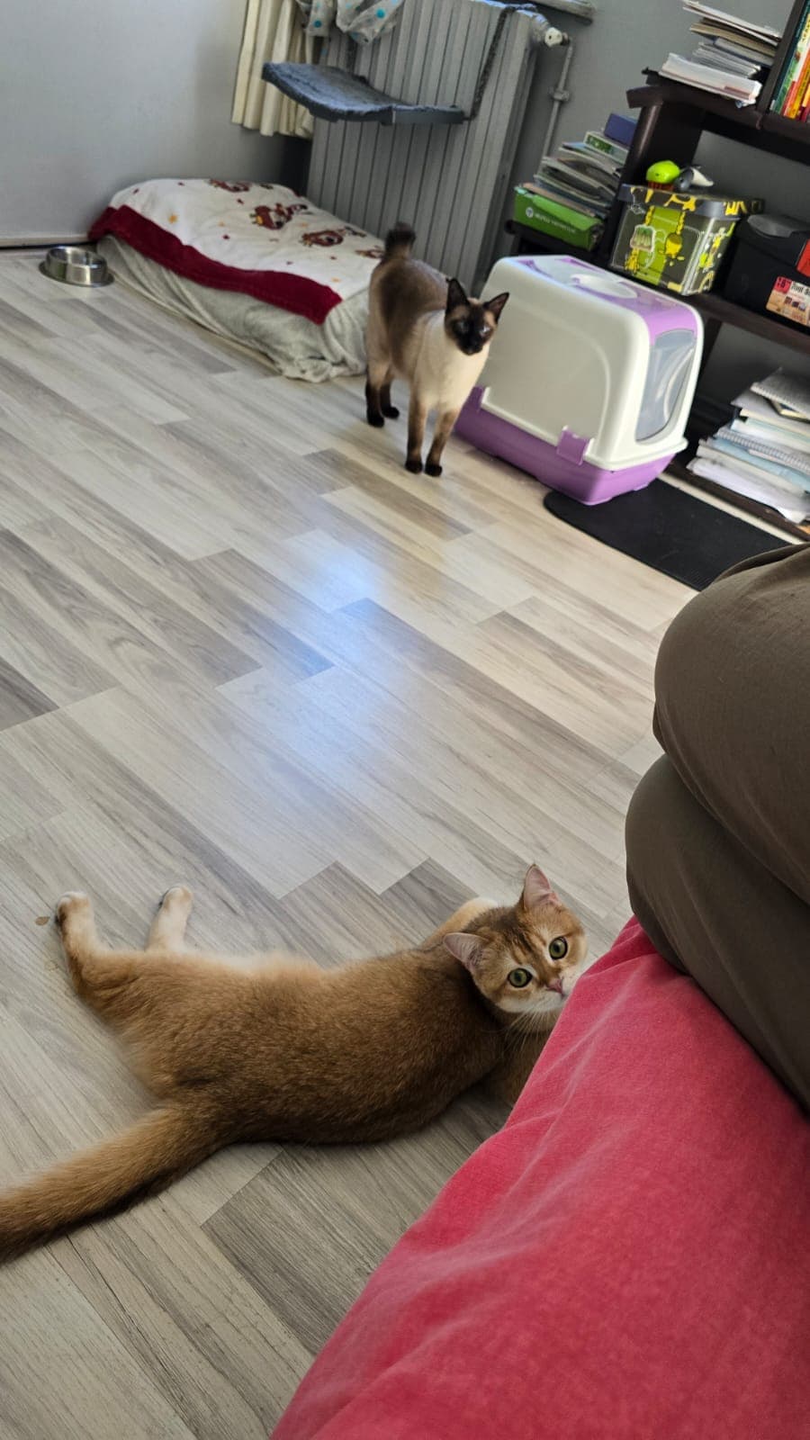 Zeko & Limon